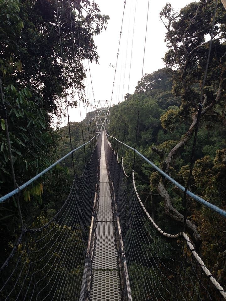 Nyungwe natonal park